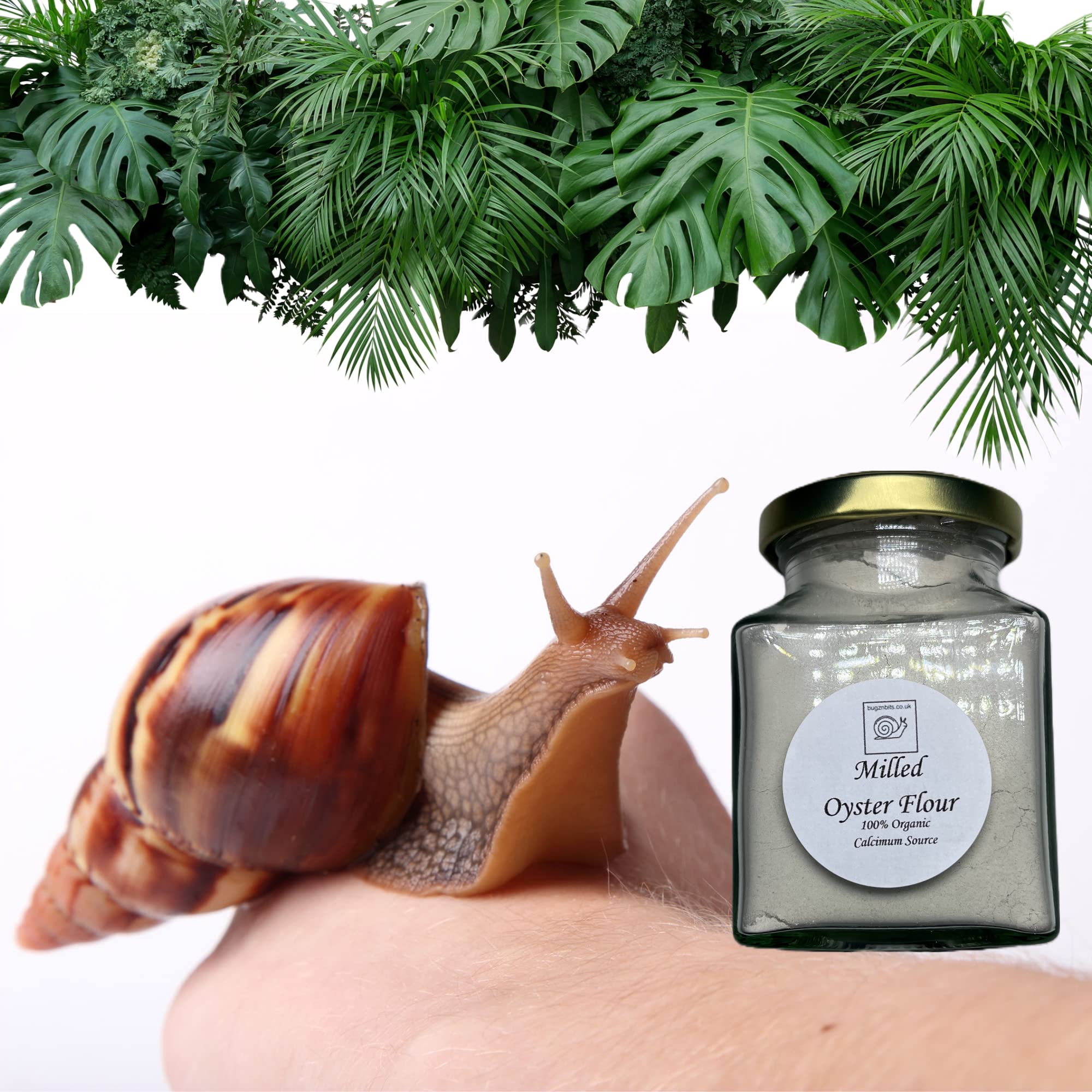 Giant African Land Snail Calcium, Oyster Flour, Best Calcium for all land snails and can be used as a cuttlefish replacment (210ml Refillable Jar)
