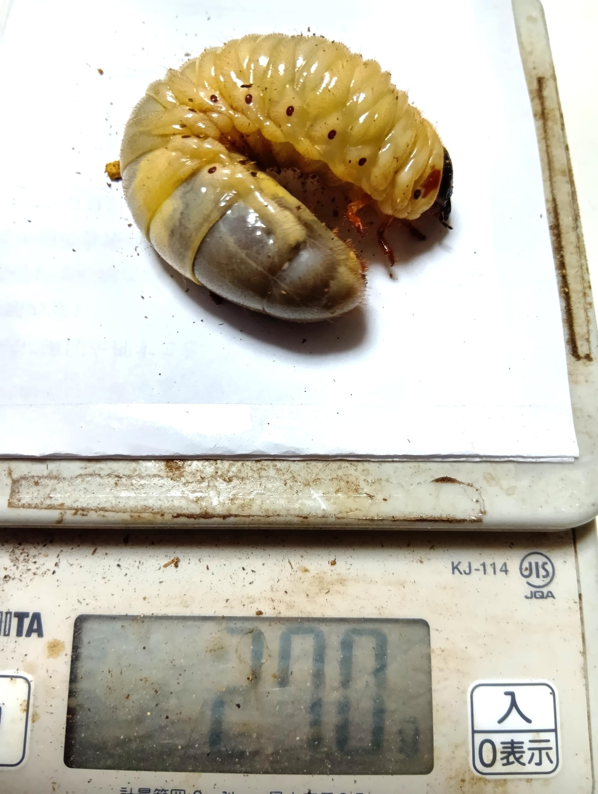 Amazon.co.jp: 国産カブトムシ幼虫 25g以上 5匹｜大きめ厳選・成長が