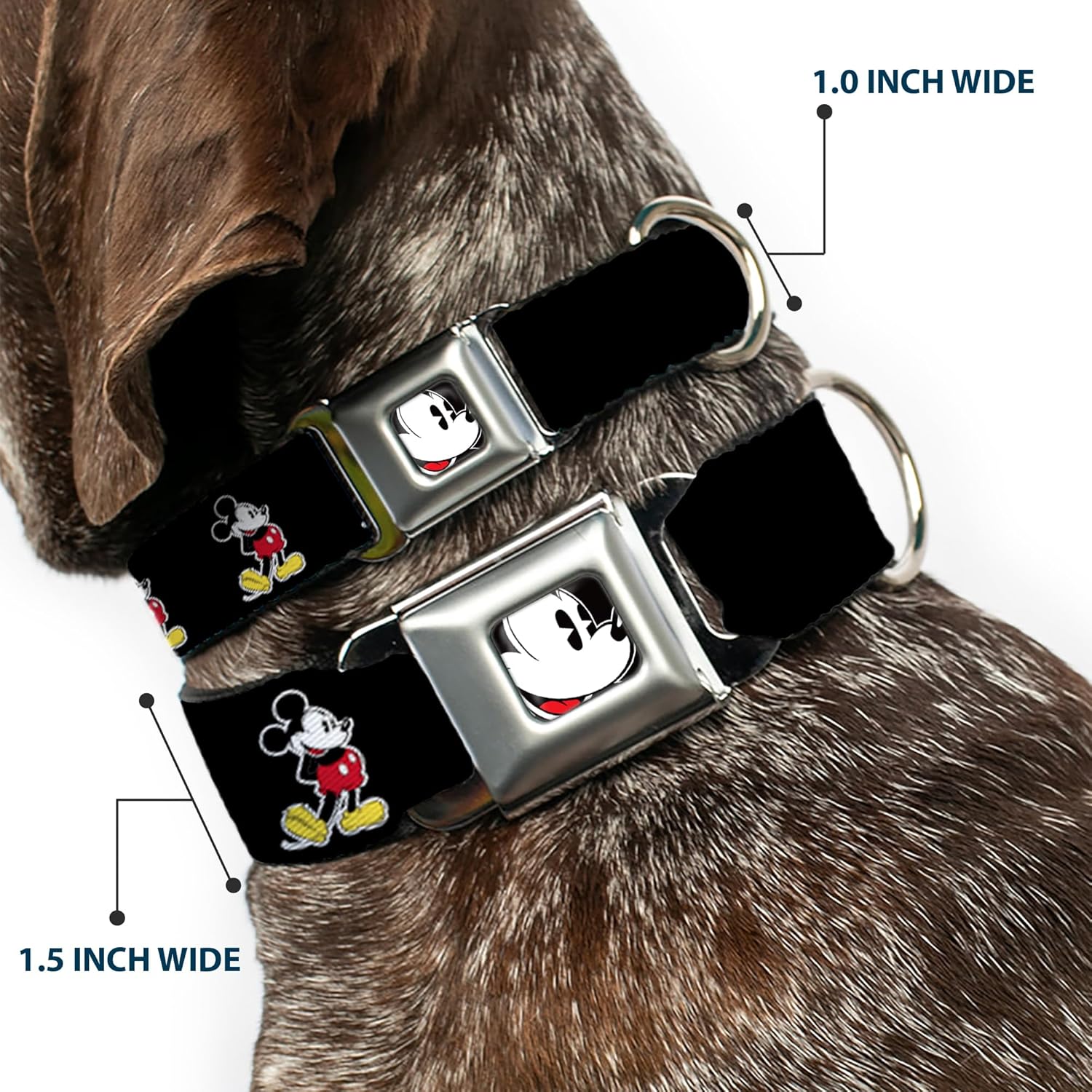 Dog Collar Seatbelt Buckle Jasmine Aladdin Carpet Ride Jasmine Poses Flowers 16 to 23 Inches 1.5 Inch Wide