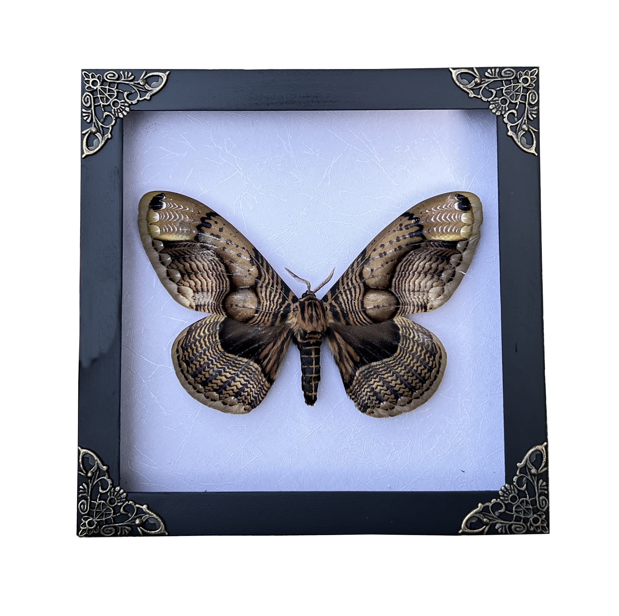 VINADECORReal Butterfly White Wooden Frame Shadow Box Dried Vietnam Insect Lover Taxidermy Dead Bug Taxadermy Specimen Display Wall Decoration K18-21-TR