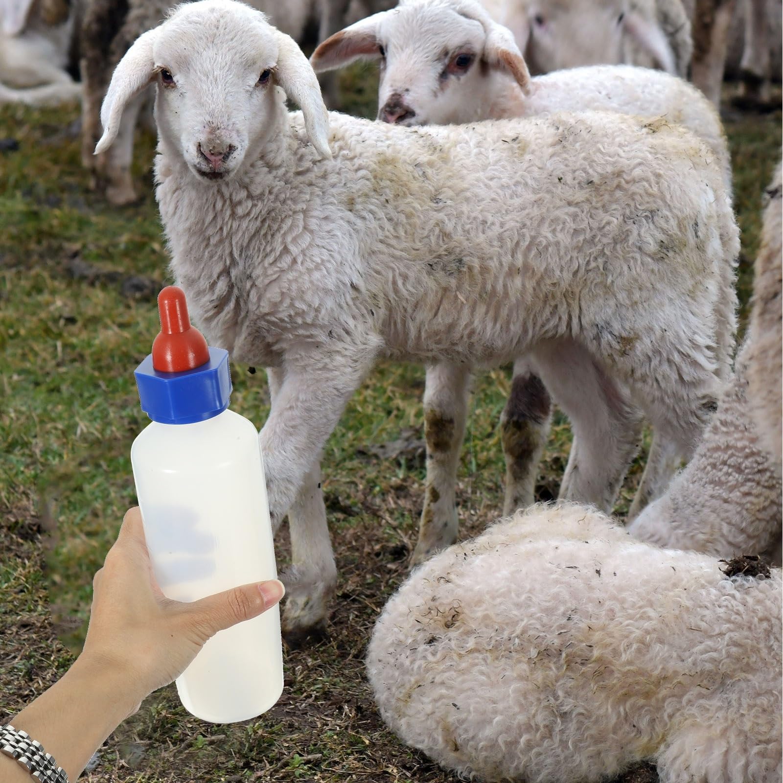 Biberon per agnelli, Biberon for agnello, vitello, capra, 500 ml, in plastica bianca, con tettarella in silicone