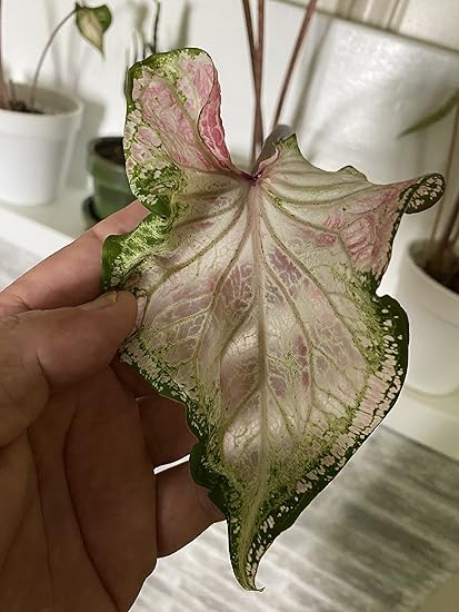 Amazon Com Caladium Bulbs Peppermint Translucent White Leaves Variegated W Splotched Green Pink 3 Bulbs Blue Buddha Farm Patio Lawn Garden