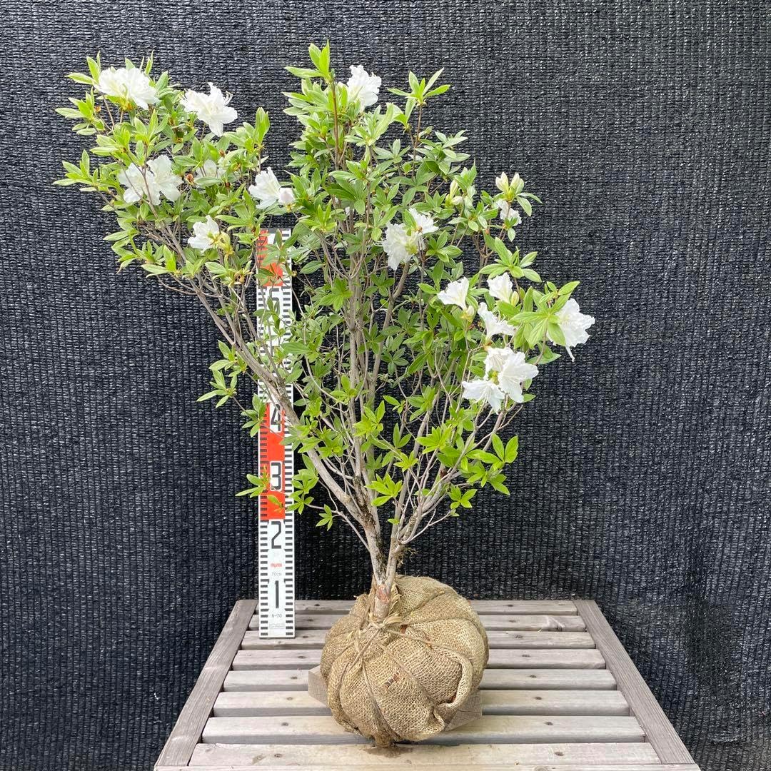 □ 多肉植物 ミモザ・大和錦・モルガンビューティ等 抜き苗 □ 14種類