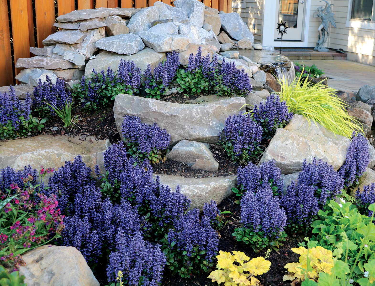 Blueberry Muffin Bugleweed