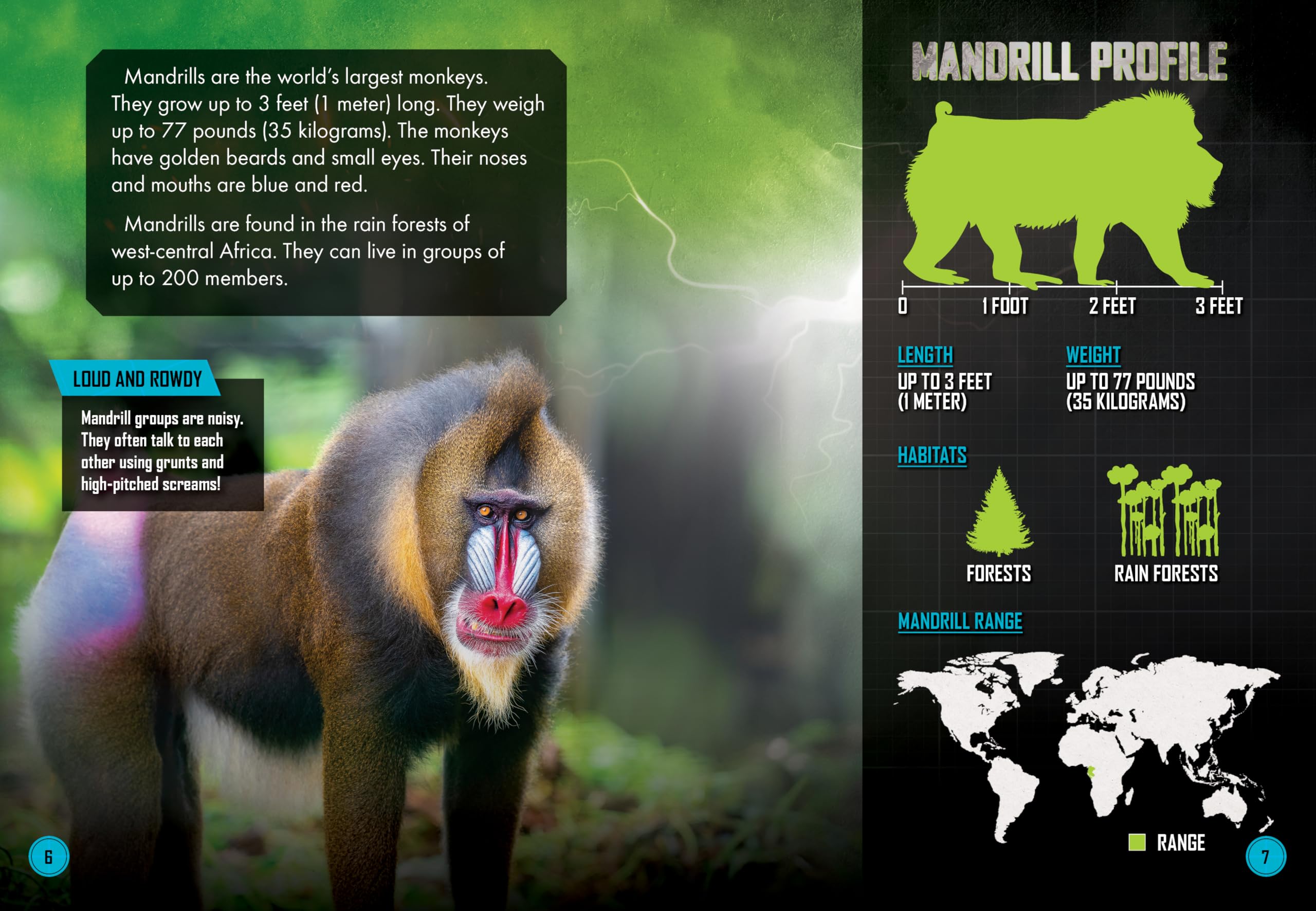 Mandrill vs. Chimpanzee