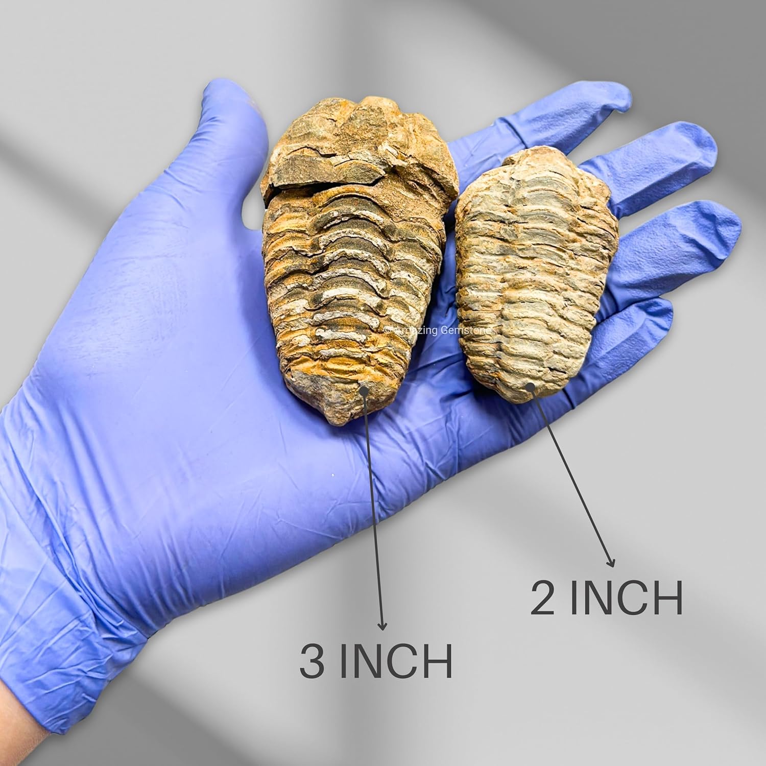 Amazing Gemstone Trilobite Fossil - 3" Large Trilobite Fossils from Morocco, Genuine Fossil Collector Trilobite Specimen - Museum Grade Ancient Trilobite Fossil Display Piece