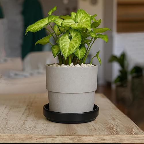 Miniatura 6 de D'vine Dev Moderno platillo redondo de cerámica de 6 pulgadas, bandeja de drenaje para plantas de interior, negro mate, 97-T-B-2