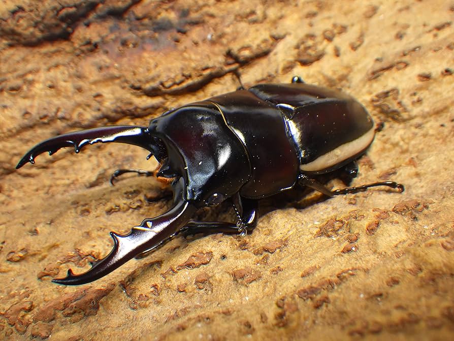 プリンシペ産　ドウネスノコギリクワガタ　62mm WD】《ブッダノコギリ ミンダナオ産 52mm ペア》 | KPW公式