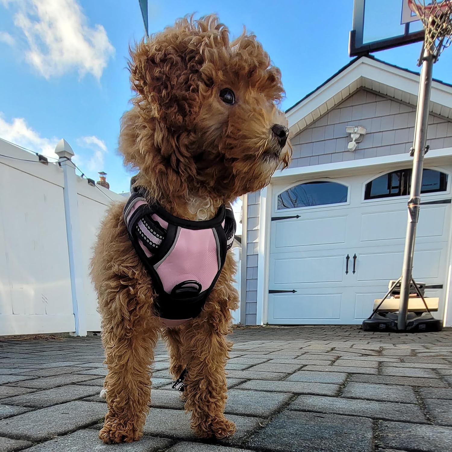 Buddy's Best Dog Harness, No-Pull Pet Harness with 2 Leash Clips, Adjustable Soft Padded Reflective Safety Pet Harness for No-Choke Pet Training (Blue, Extra-Large)
