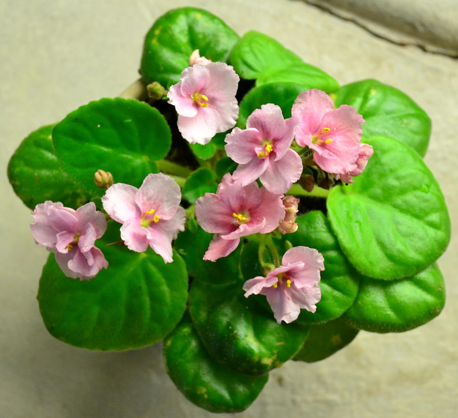 African Violet Plant Potting Soil Mix Peat Moss & Perlite (½ Gallon / 2 quarts) (Pack of 2)