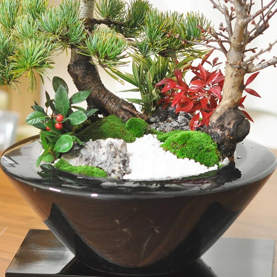 盆栽屋大和】黒松 南天 取りに来れる方大歓迎 自社配送も可 正月