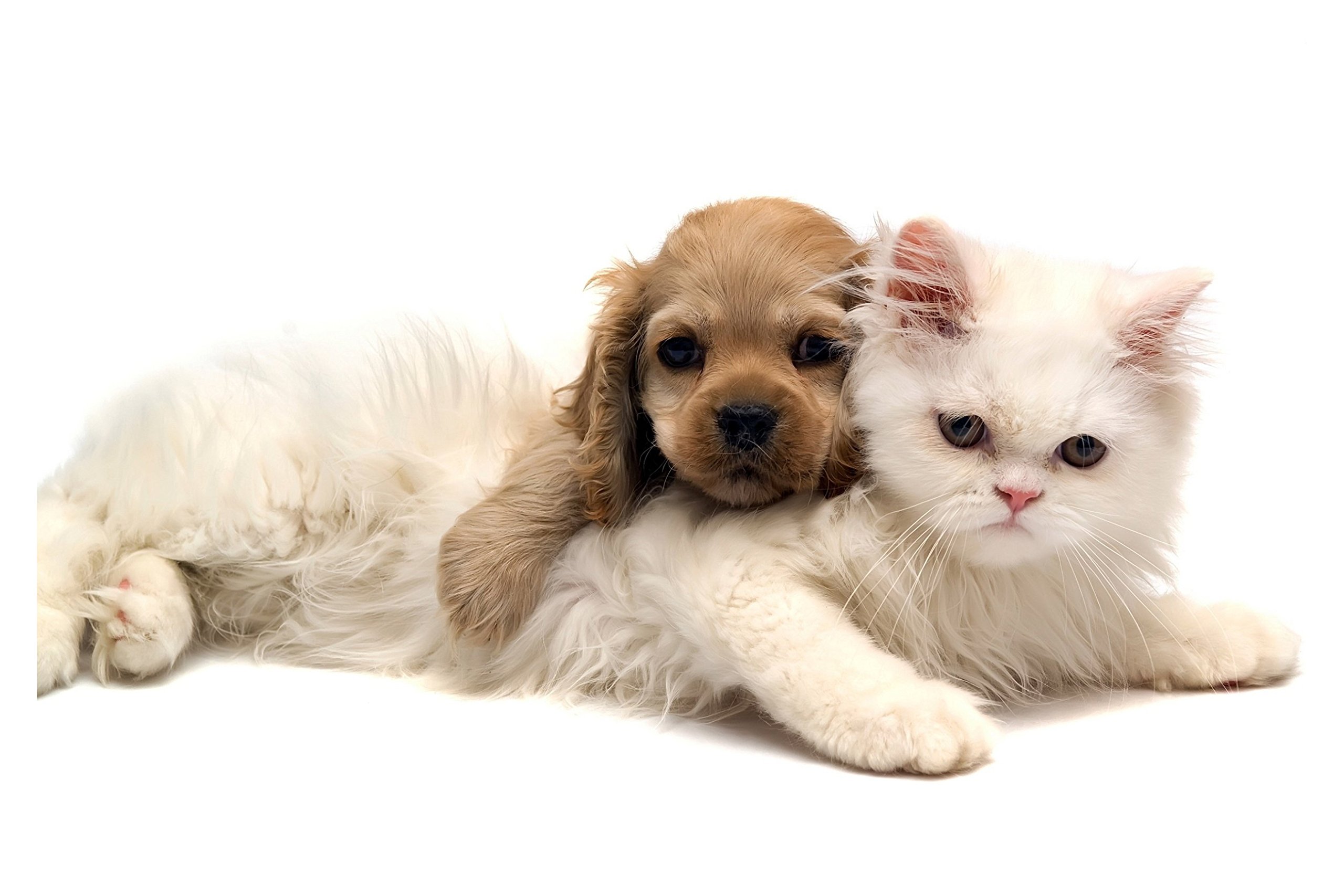 Decor Kafe 'Cute Cat and Dog' Wall Sticker (Vinyl, 91.44 cm x 60.96 cm x 2.54 cm)