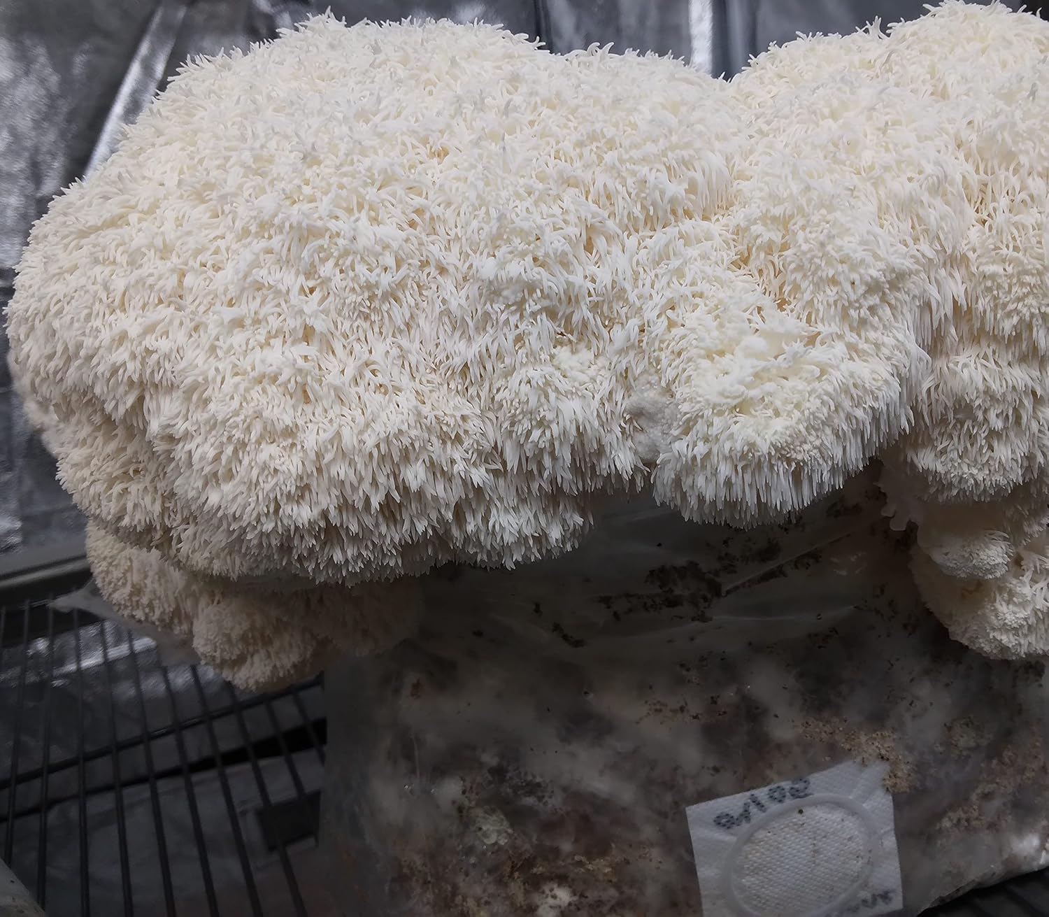 Master Mix Mushroom Substrate 30 pounds