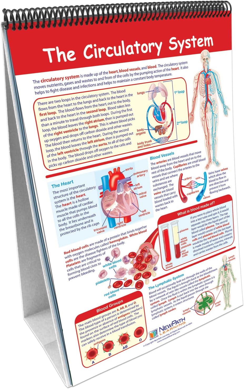 NewPath Learning 10 Piece Human Body Science Curriculum Mastery Flip Chart Set, Grade 6-10