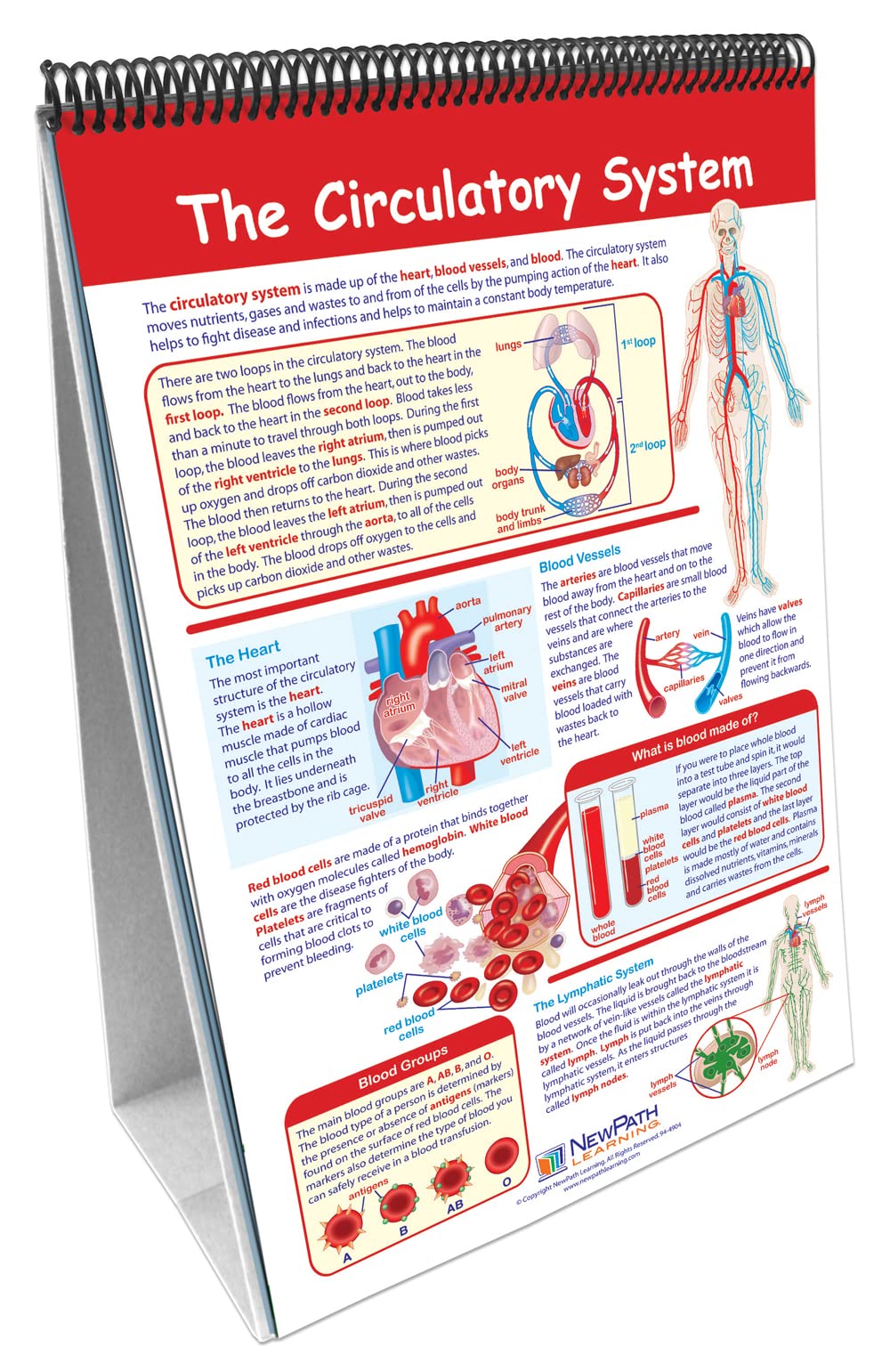 NewPath Learning 10 Piece Human Body Science Curriculum Mastery Flip Chart Set, Grade 6-10 - Image 2