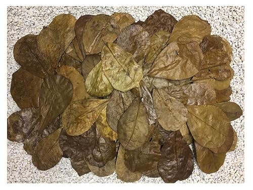 Catappa-Leaves 200 hojas de almendro de mar de 6 a 9 cm + muchos gratis (= 100 gr) tamaño nano ahora nuevo…