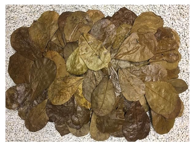 Catappa-Leaves 200 hojas de almendro de mar de 6 a 9 cm + muchos gratis (= 100 gr) tamaño nano ahora nuevo…
