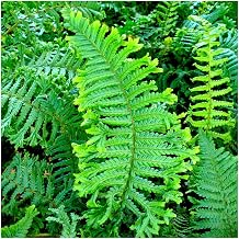 GrowOn Shrubs Dryopteris Crested Shield Fern 'Cristata The King' | Evergreen Plant | Outdoor Garden Ready Plant