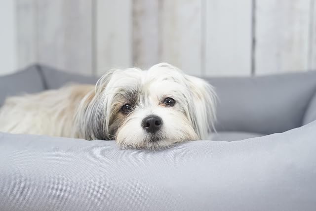 Foto 7 de 8 de 4L Textil Otto Cama Perro Grande, cojín para Perros, Cama para Perros, Funda extraíble Perros