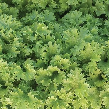 12000 Organic Wasabi Mustard Seeds for Planting Heirloom Non GMO 28 Gram of Seeds Garden Vegetable Bulk Survival Baby Greens Mustard Sprouts Microgreens
