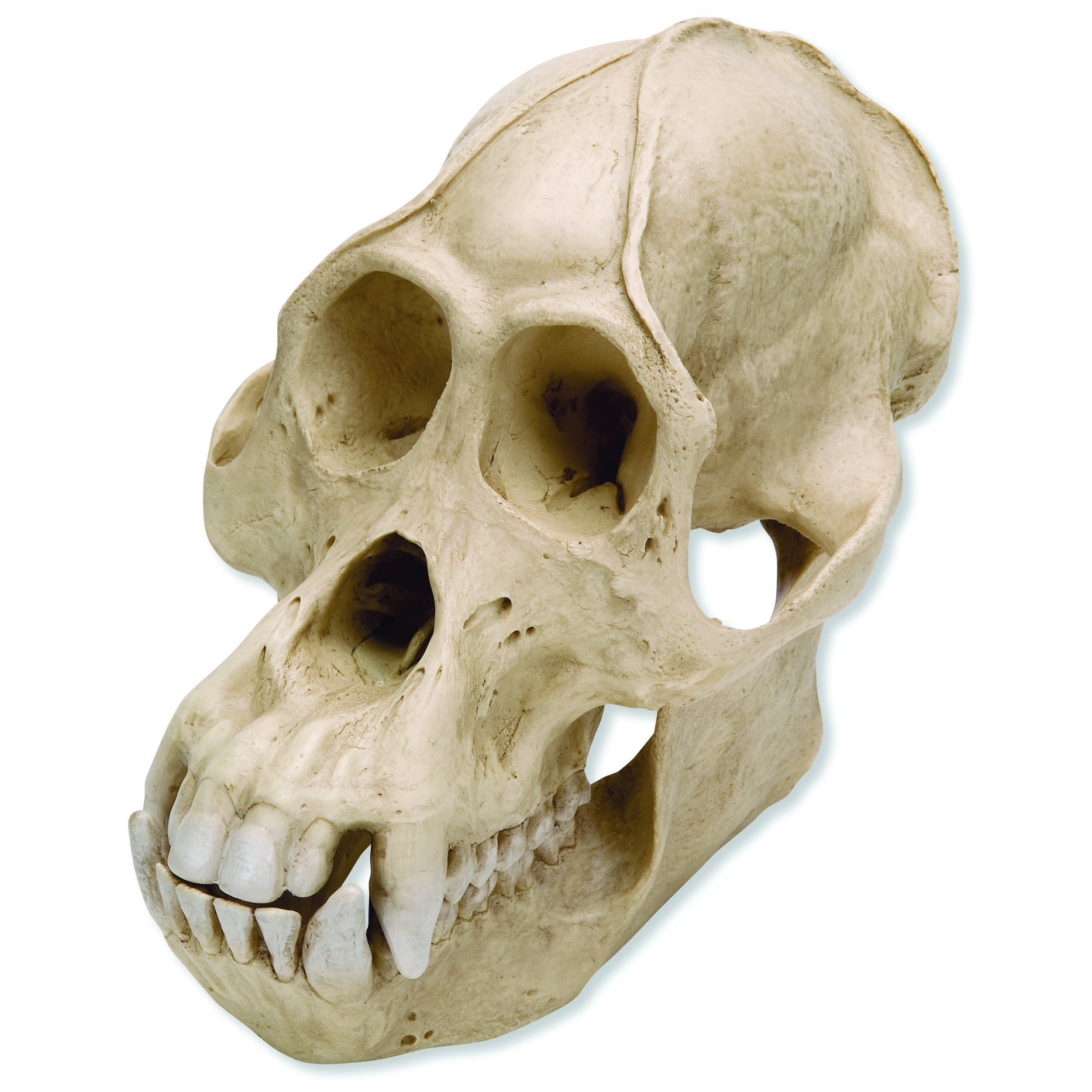 3B Scientific VP761/1 Male Orangutan Skull (Pongo Pygmaeus), 8.7" x 6.3" x 7.1"