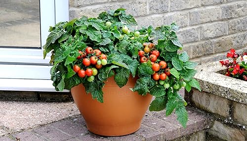 Miniatura 9 de Semillas Maskotka de tomate y cereza para plantar en interiores y exteriores, ideales para colgar cestas y macetas de aproximadamente 50 semillas