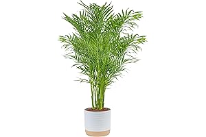 3-4 Feet Tall Big Plant: The Cat Palm Houseplant | Ideal Indoor Home Decor