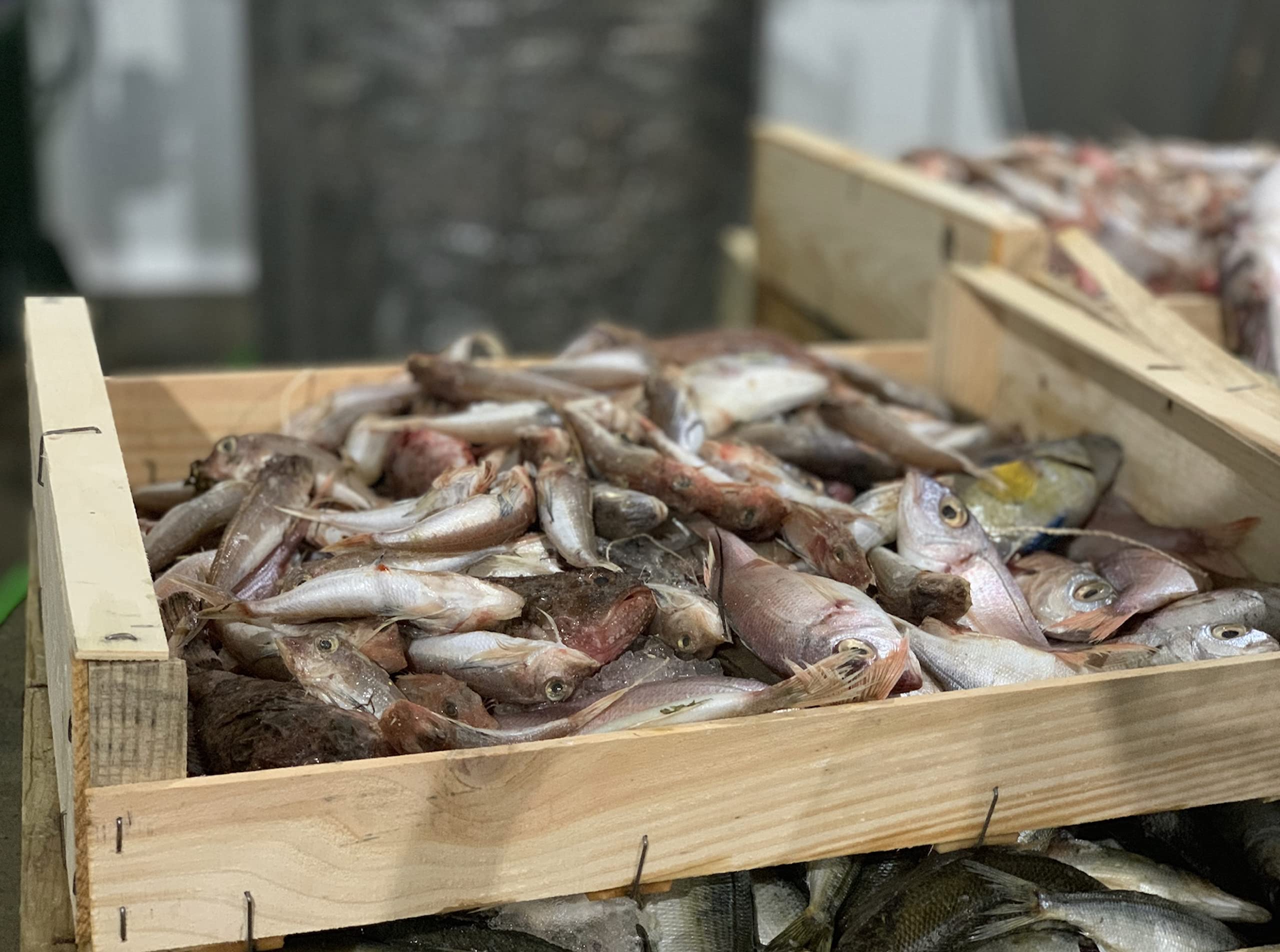 Paellissimo - Brodo Concentrato di Riso e Pesce a Base di Pesce di Scoglio e Frutti di Mare | 100% Naturale e Senza Glutine | 4 Porzioni x Lattina (Contenuto per Lattina 400gr) | 4 Unità