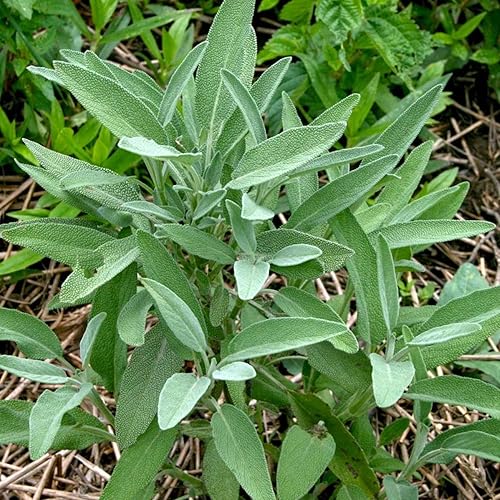 Miniatura 2 de YEGAOL Garden - Semillas de salvia de hoja ancha para uso culinario, plantas perennes fáciles de cultivar para jardín de hierbas al aire libre, 25