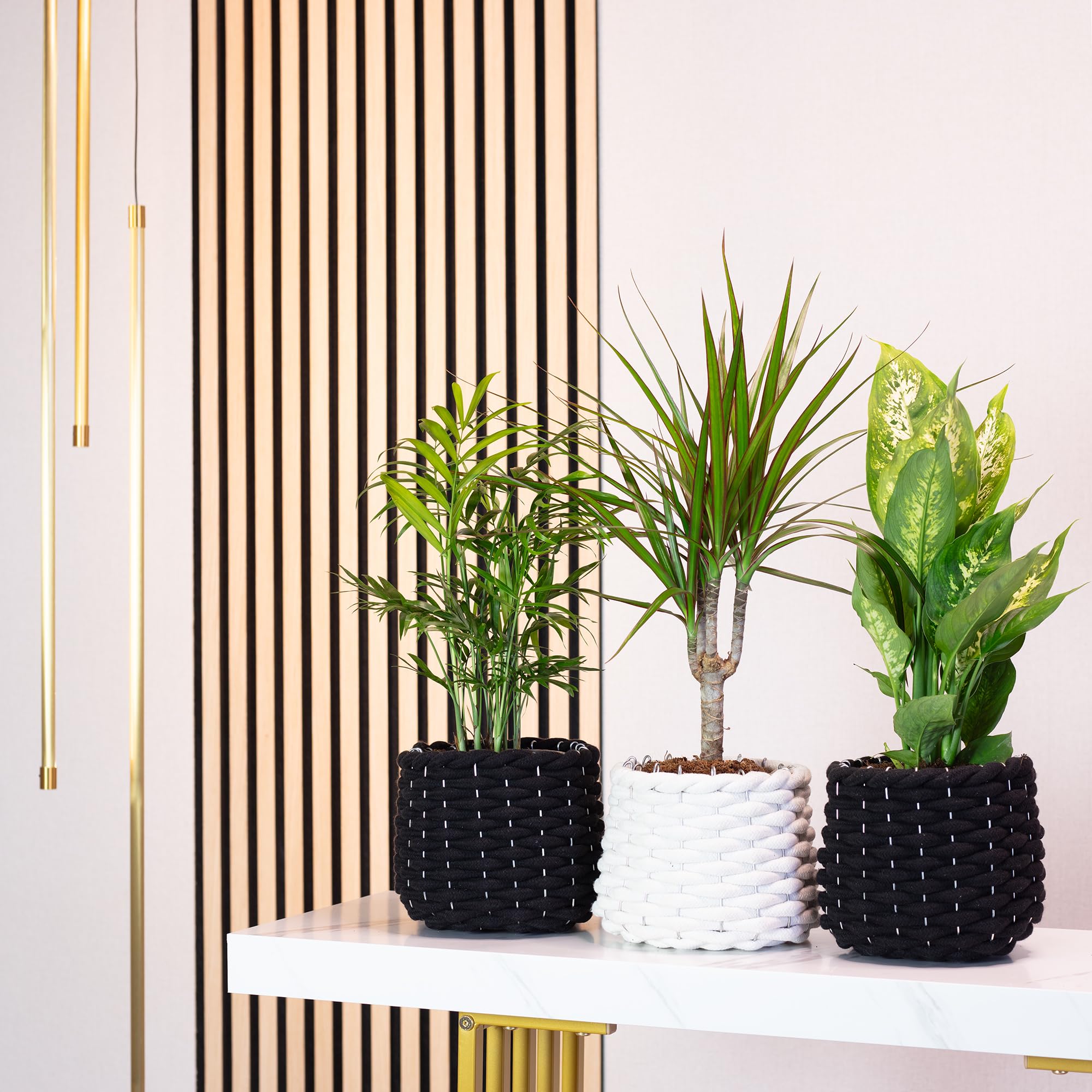 Lot de 3 plantes d'intérieur faciles d'entretien Chamaedorea, Dieffenbachie, Dracaena - Plantes d'intérieur faciles d'entretien - Diamètre du pot : 10-12 cm
