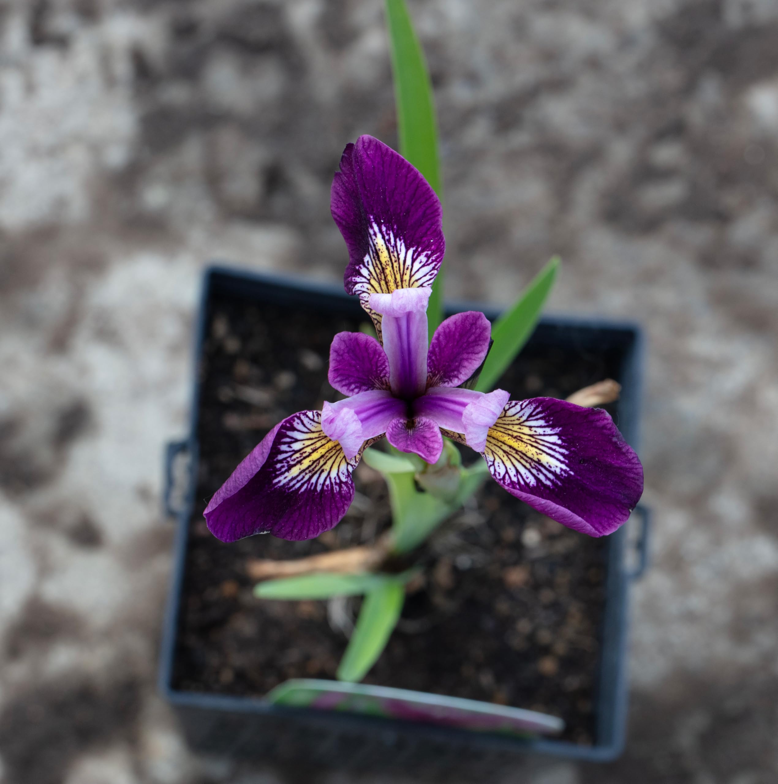 Lincolnshire Pond Plants Ltd - Iris versicolor 'Kermesina' - Marginal Pond Plants - MP063-1 / 1Ltr Potted