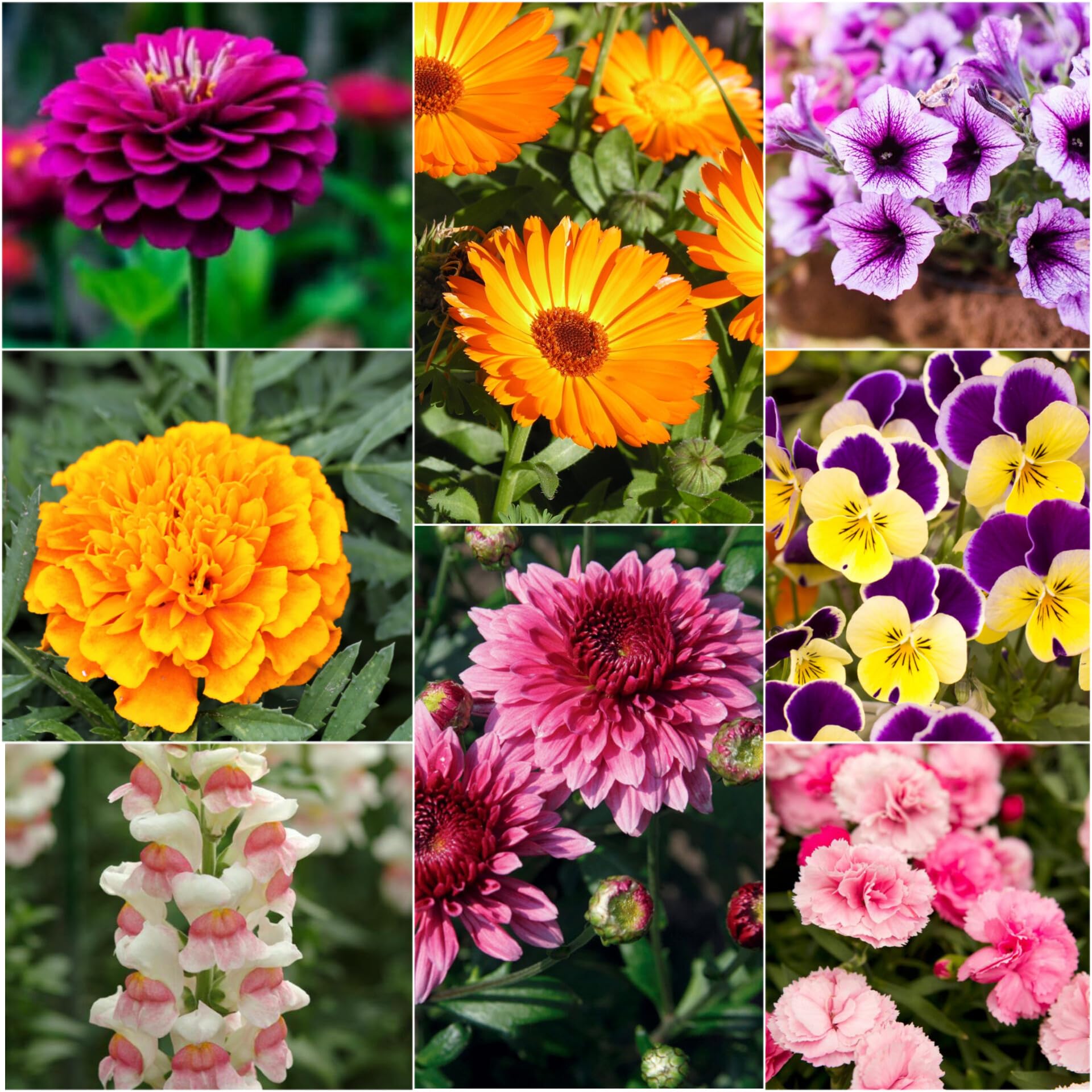 Winter Flowers With Names Winter Flowering Perennials | Thompson