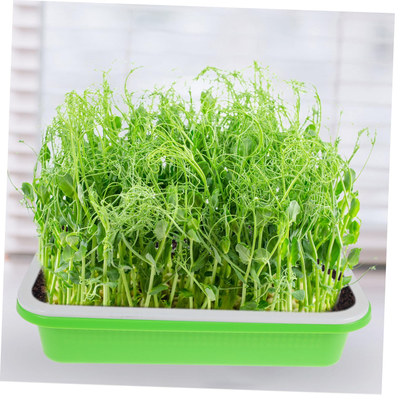 Bandeja para Germinadores Verde Tapa, 2 Juegos de Plástico | Cultivo sin Tierra, Conservación de Humedad, Diseño Seguro para Semilleros y Brotes Estilo Aleatorio