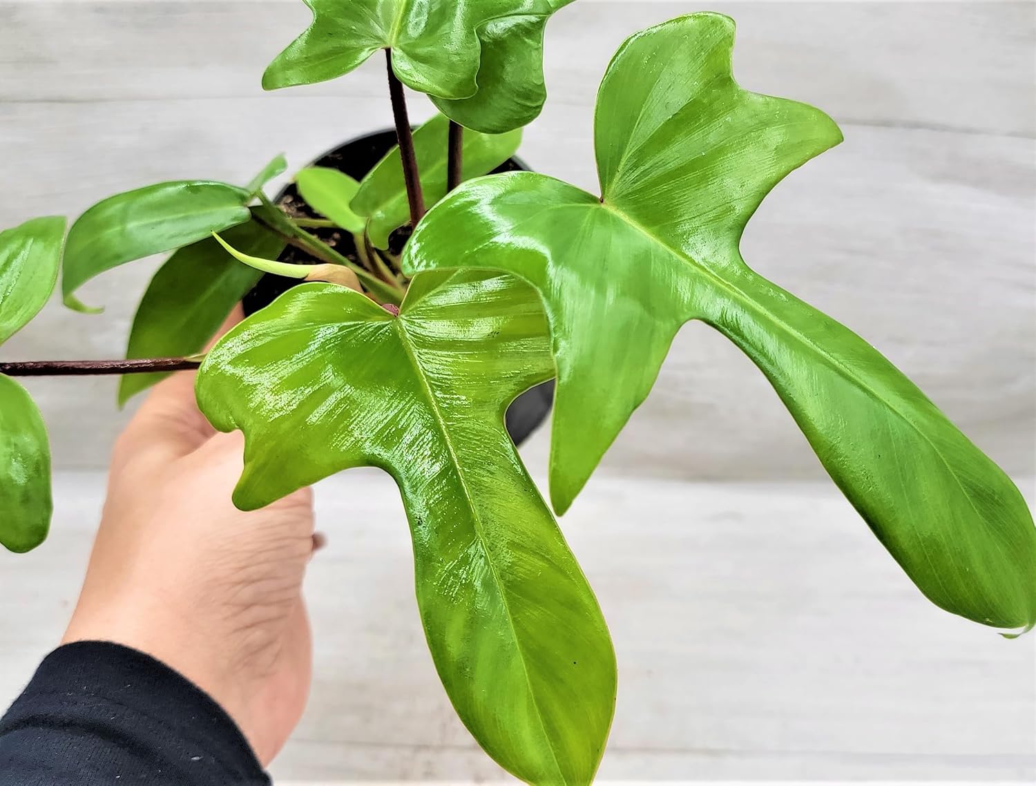 Philodendron Florida Beauty Live Rare Exotic Tropical Indoor House Plants in 6 inch Hanging Nursery Plant Pot Housewarming Gift Decoration for Home and Office by 3exoticgreen