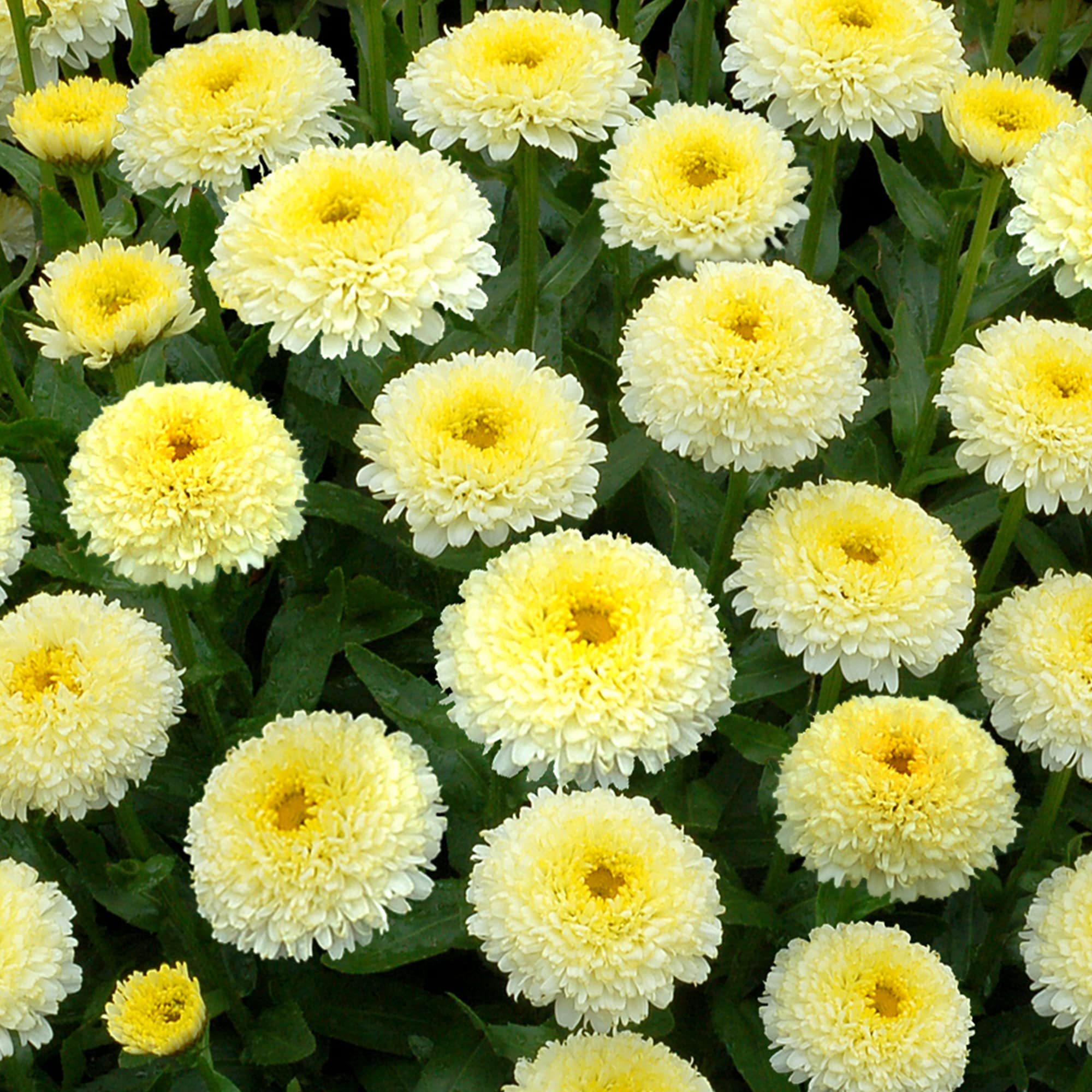 Leucanthemum Luna - Shasta Daisy - Yellow Perennial Flower Outdoor Plant in Pot (30-40cm Incl. Pot)