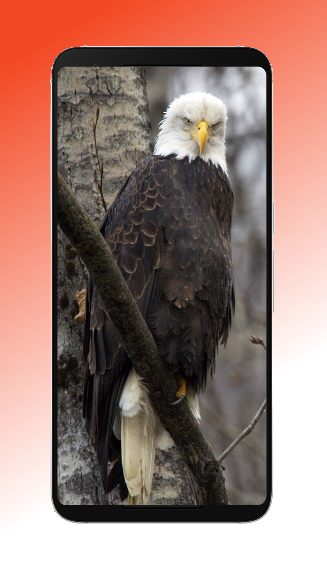 HD anal wallpapers:Amazon.co.jp:Appstore for Android