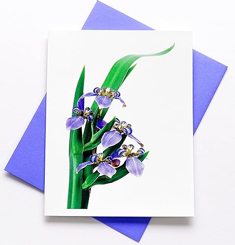 Miniatura 216 de Blooming Flowers – Orquídea Phalaenopsis – Tarjetas fotográficas de alta gama, pesadas y suaves, 8 con 10 sobres de colores, juego en caja