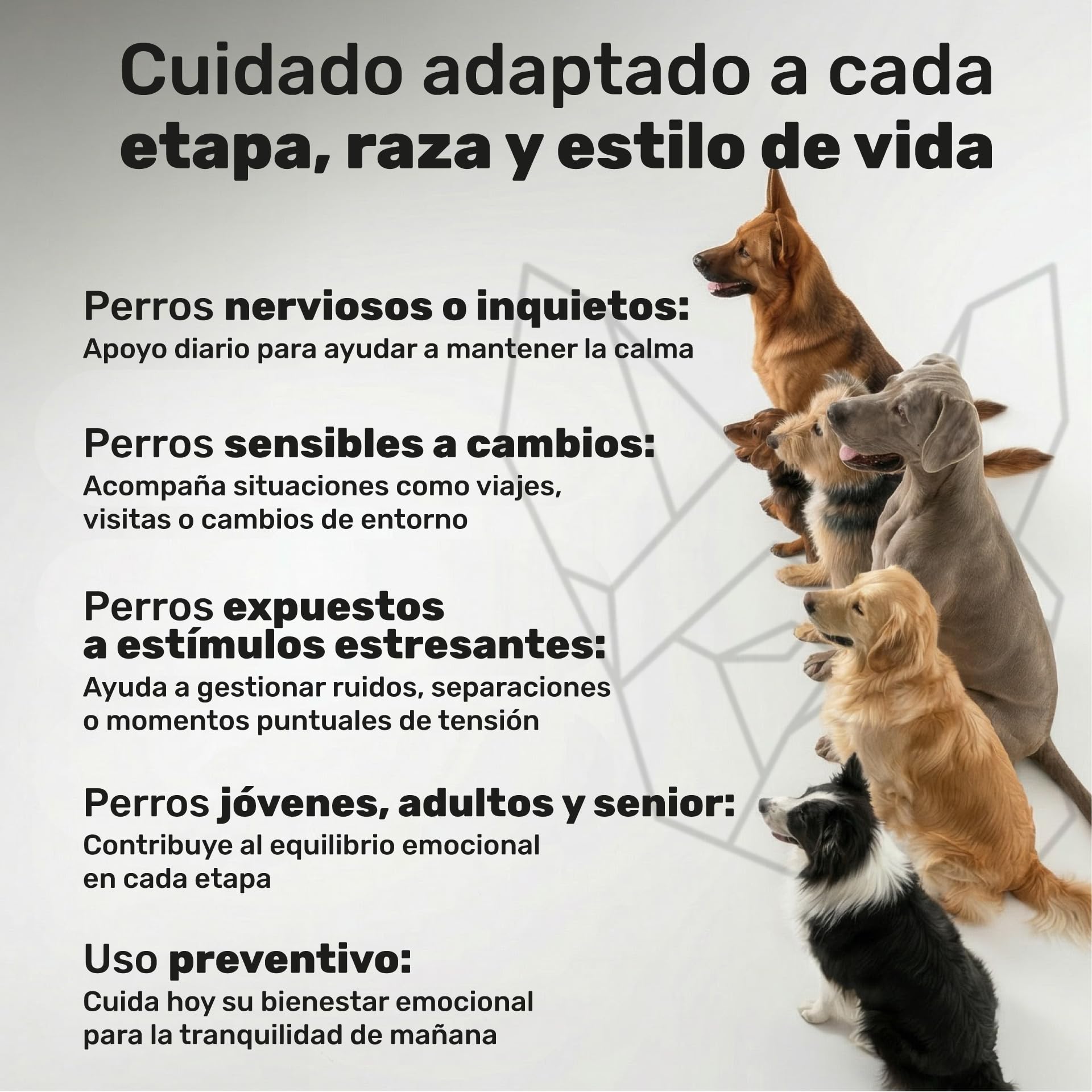 natuva pets Calmante para Perros - 120 Masticables con L-Triptófano, Ashwagandha, Magnesio, Melisa y Valeriana - Golosinas Relajantes para Perros - Ansiedad, Separación, Estrés, Petardos — view 7