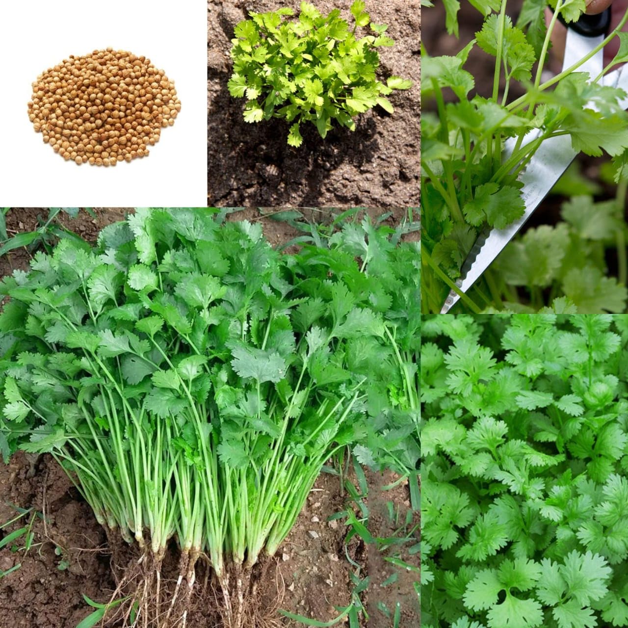 coriander seeds, Dhaniya Beej (3000 Hybrid Seeds) (B0CCMBHGX9) Amazon Price History, Amazon Price Tracker