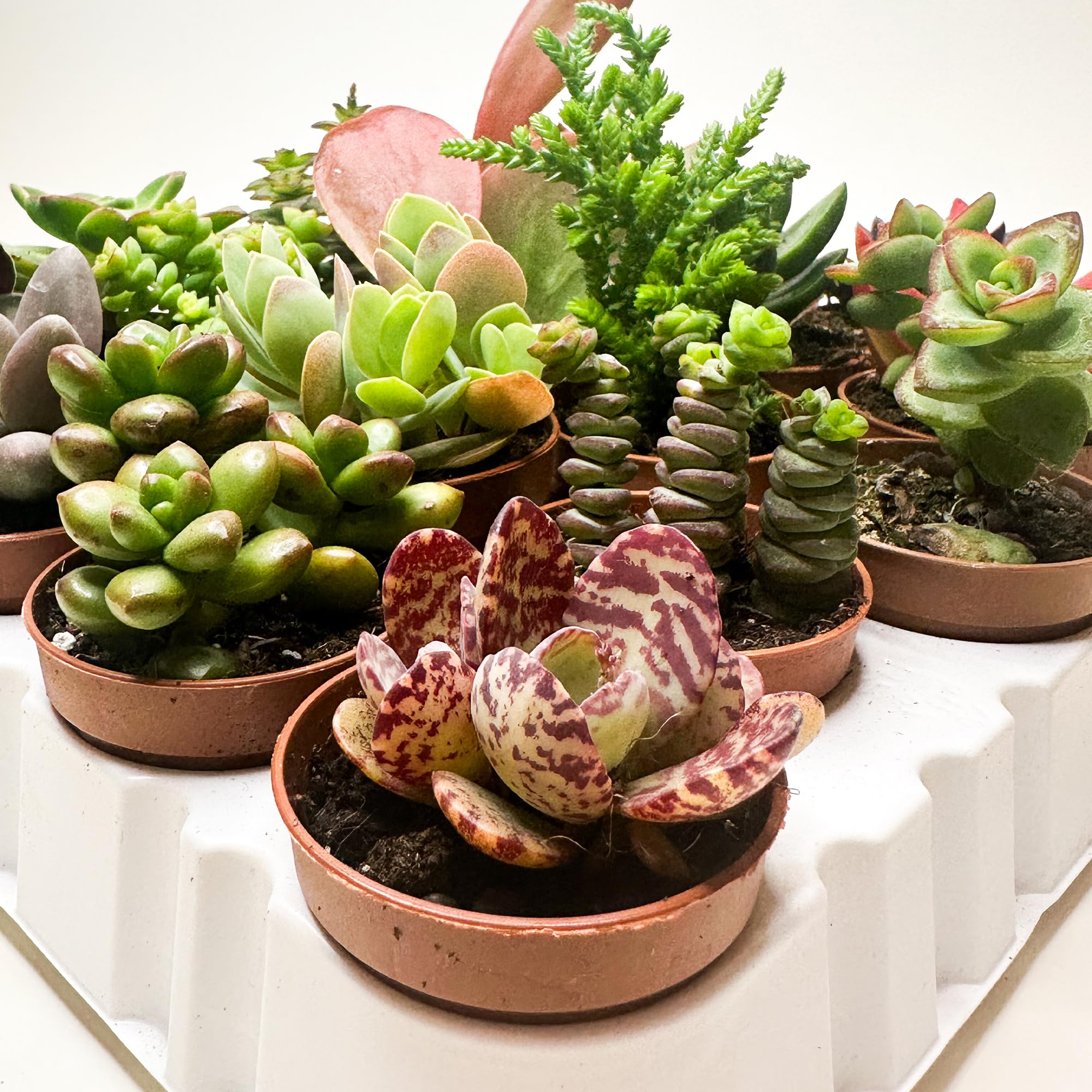 Box 20 Piante Grasse e Succulente Senza Spine, Vaso Ø 5.5cm, Piante da Interno Assortite, Decorative e Facili da Curare