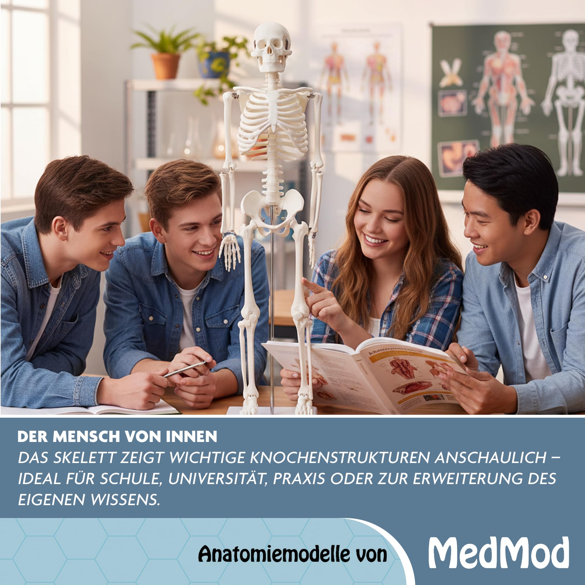 Anatomie Skelett 87 cm, detailliertes menschliches Skelett aus Kunststoff mit beweglichen Extremitäten, für Schule, Studium und Anatomie-Training, Lehrmodell