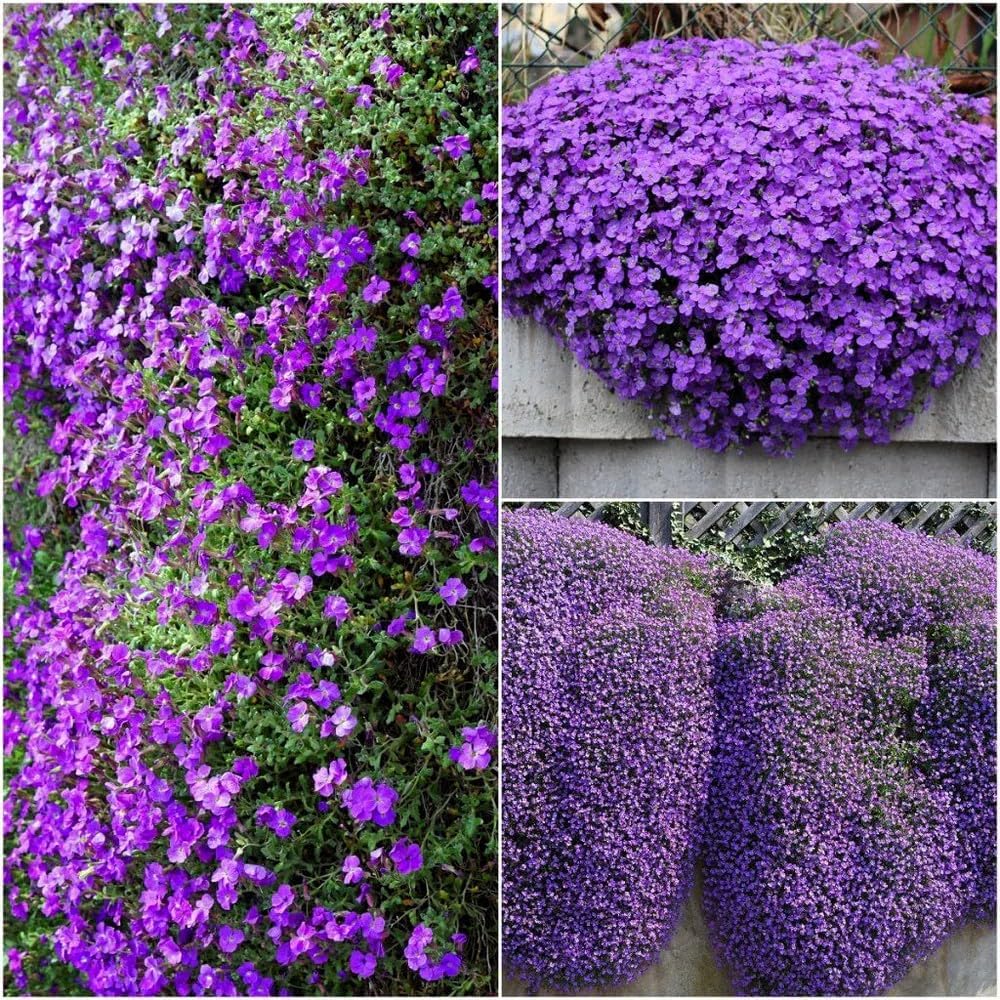 Aubrieta Seeds - Purple Rock Cress Flowers -3
