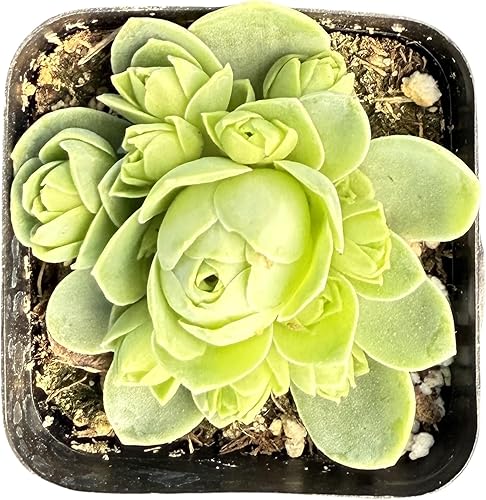 Sprout N Green Greenovia Dodrantalis  Aeonium dodrantale, 1 planta suculenta viva totalmente enraizada en maceta de 2 pulgadas, planta de interior y