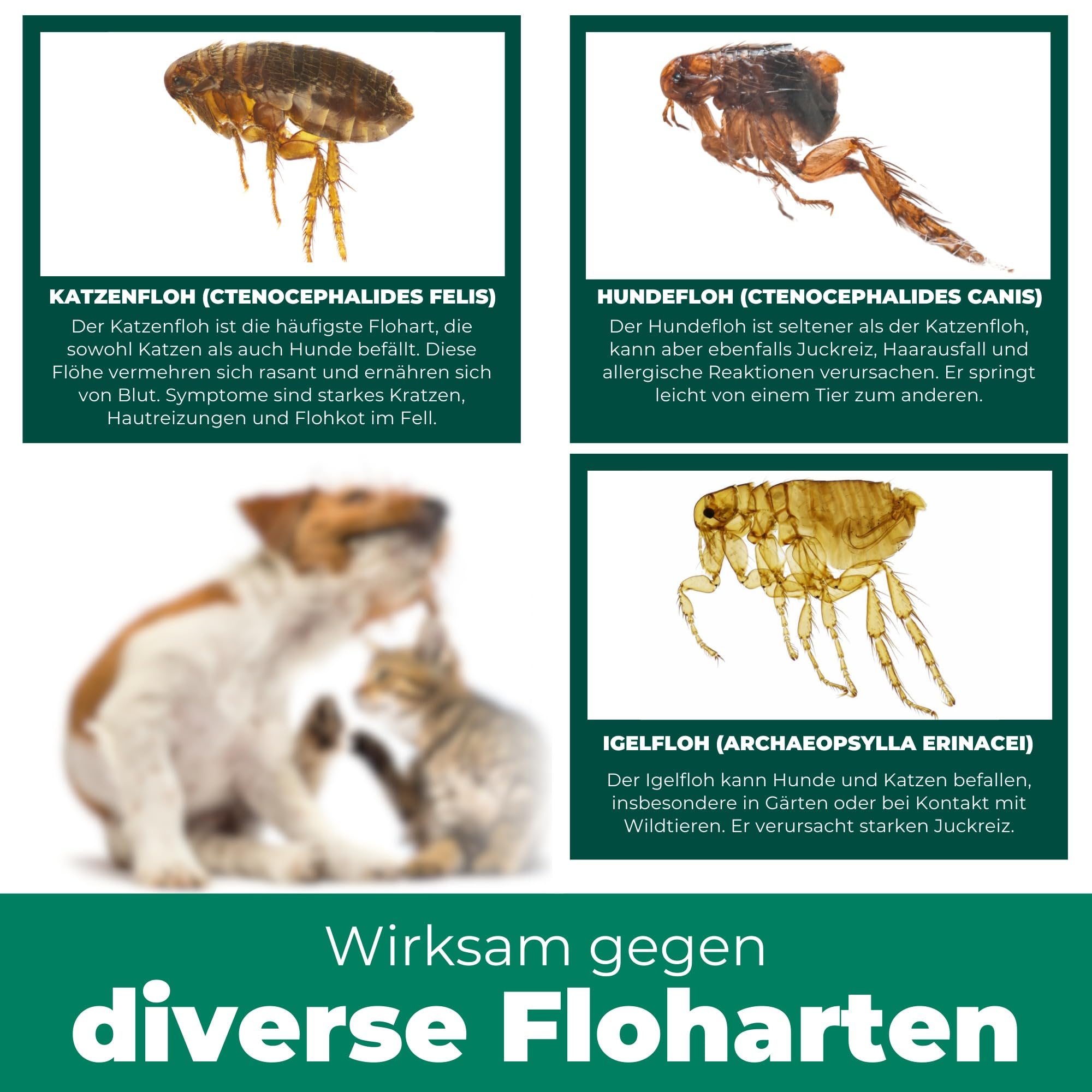 Silberkraft Flohmittel, Floh-Spray 500 ml - Flohspray für Hund, Katze und andere Haustiere - Umgebungsspray - ideales Anti-Floh-Mittel gegen Flöhe, Zecken, Parasiten, Ungeziefer