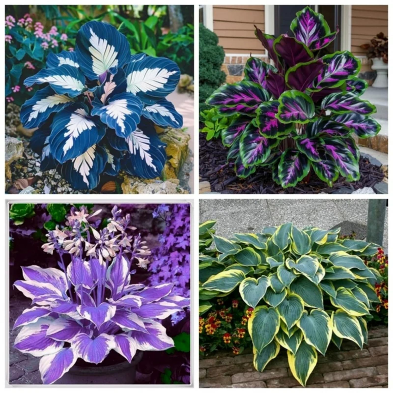 Premium Hosta Bulbs Simple to Grow โ Perfect for Gardens, Cut Flowers & Enchanting Displays Winter Hardy Hosta Bulbs-10 Bulbs-G โ image 1