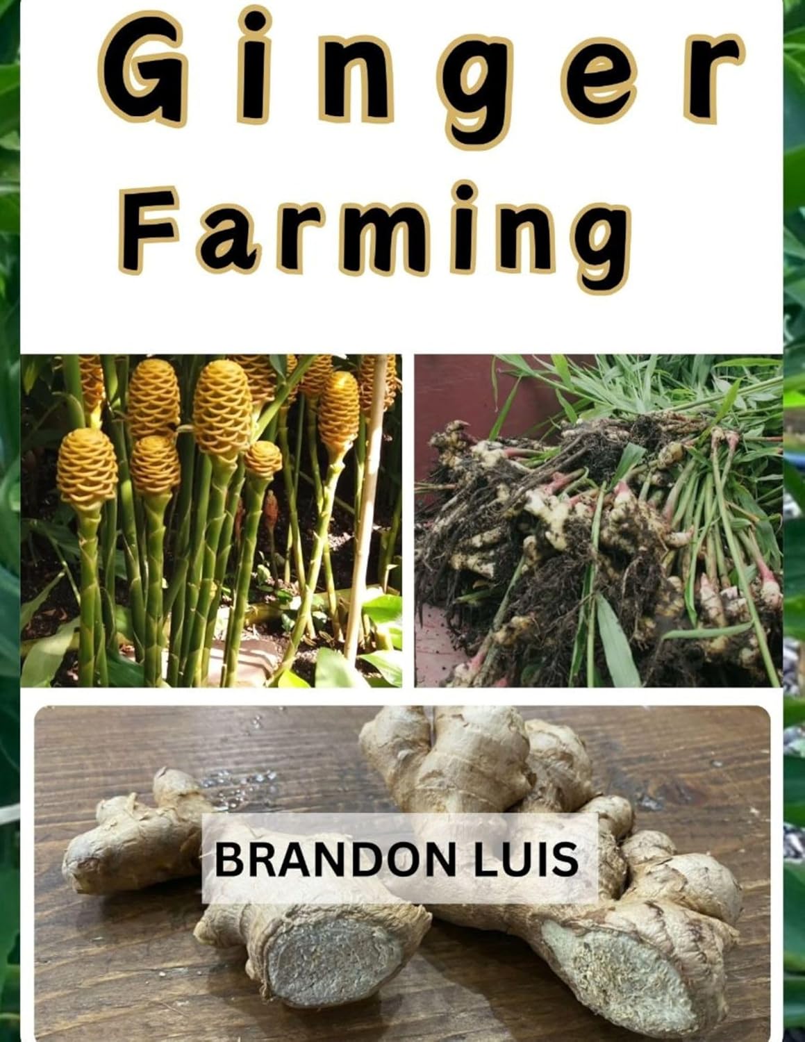 COMPREHENSIVE GUIDE TO GINGER FARMING GINGER FARMING (SITE SELECTION COMPREHENSIVE GUIDE TO GINGER FARMING GINGER FARMING (SITE SELECTION