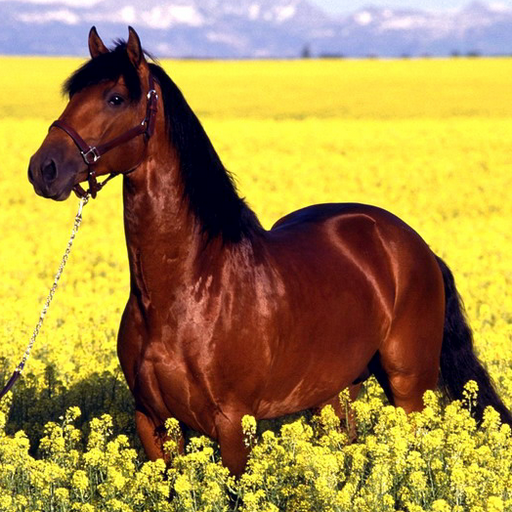 Super Speed ​​Pferd