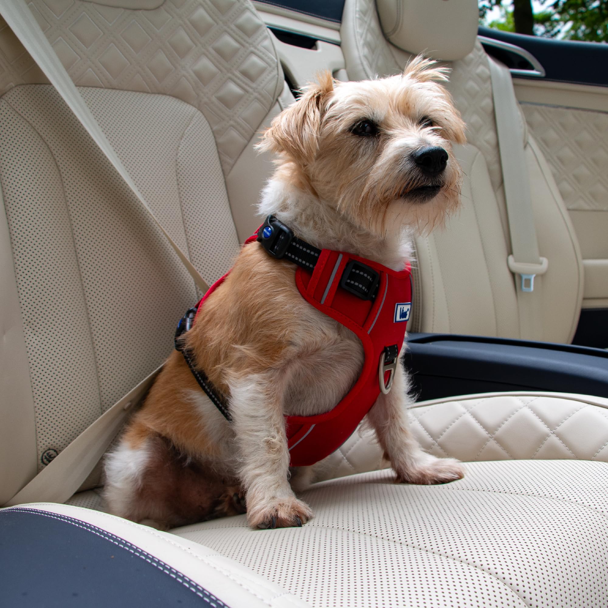 Ancol Viva Exercise and Travel Dog Harness in Red - Comfortable Pet Accessory with Padded Chest and 2 Leash Clips - Large 60-85cm - Image 4