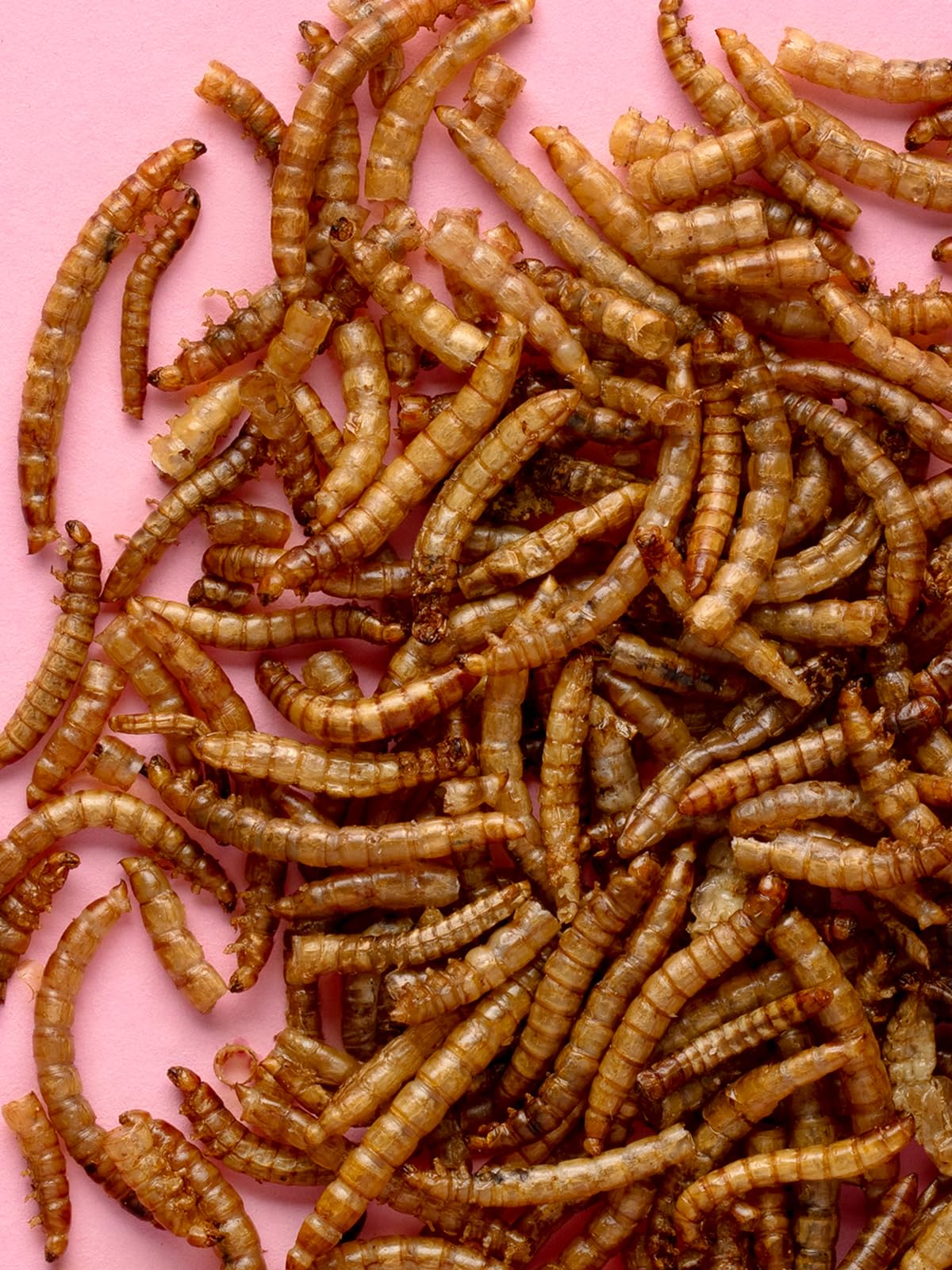 Little One Gusanos de Harina | 70 g | Suplemento Alimenticio para Hámsters, Ratas, Ratones y Erizos | para Apoyar el Bienestar | Alto Contenido de Proteínas para Instintos Naturales