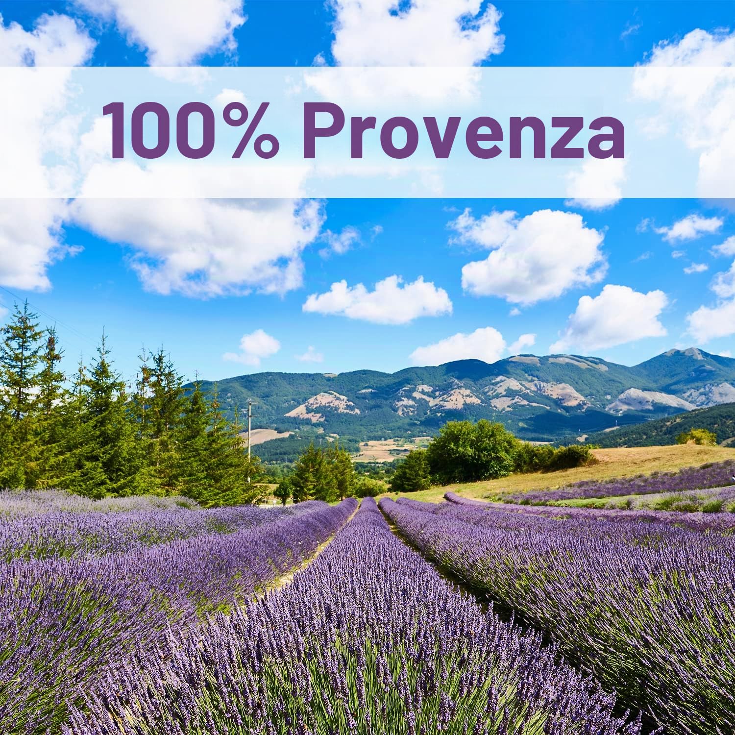 OLILLY - 1 KG - Raccolta 2025 - Fiori di Lavanda Essiccati di Provenza (Lavandin Grosso, 1000 Grammi)